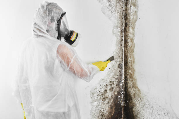 Best Mold Remediation  in Monterey Park, CA