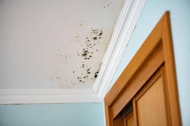 Best Office Mold Removal Services  in Monterey Park, CA