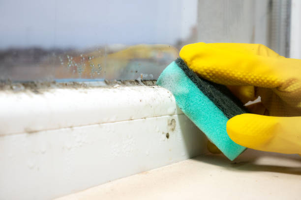 Home Mold Removal in Monterey Park, CA