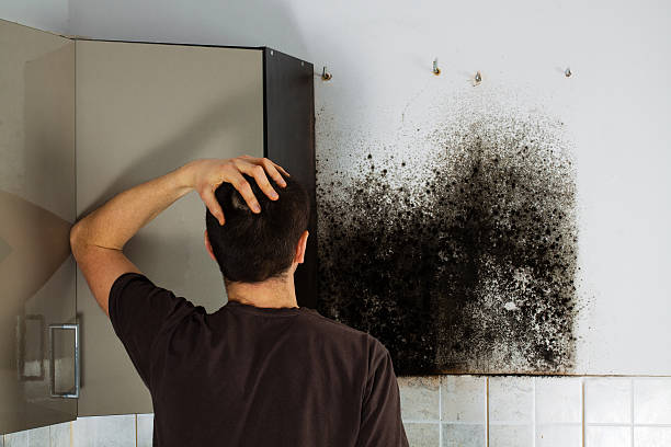 Mold Testing and Removal in Monterey Park, CA