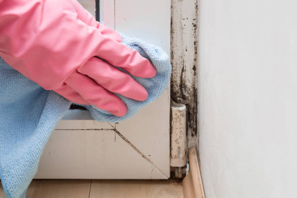 Best Mold Damage Repair  in Monterey Park, CA