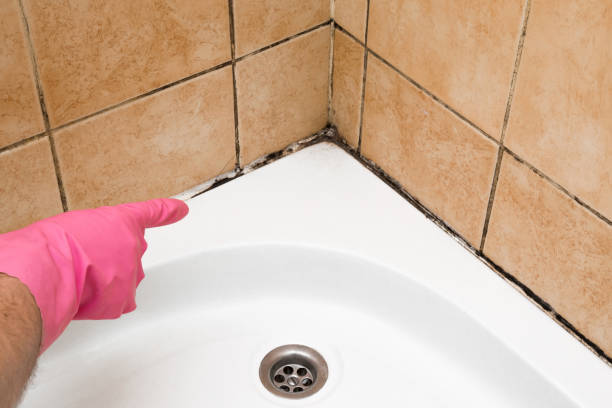 Reliable Monterey Park, CA Mold Removal Solutions